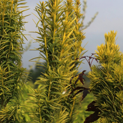 Cis Fastigiata Aurea (taxus baccata)