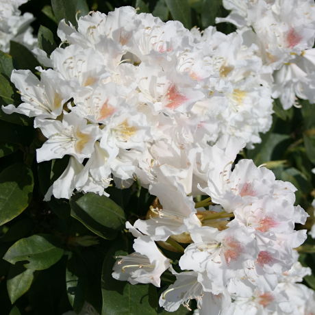 Różanecznik Cunningham's White (rhododendron) C2 h 30-50 cm - Zdjęcie №1