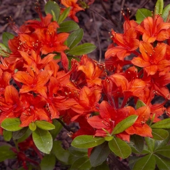 Azalia wielkokwiatowa Grosswater Red C2 h 30-65 cm