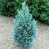 Cyprysik lawsona Pelt's Blue (Chamaecyparis lawsoniana) : zmniejszona - Zdjęcie №2