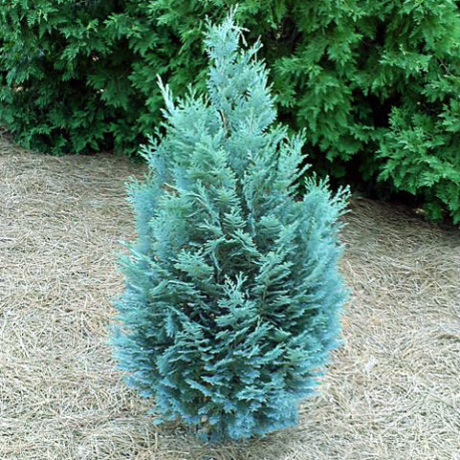 Cyprysik lawsona Pelt's Blue (Chamaecyparis lawsoniana) - Zdjęcie №2