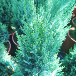 Cyprysik lawsona Pelt's Blue (Chamaecyparis lawsoniana)