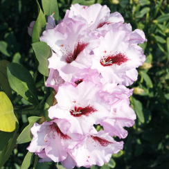 Różanecznik Danuta (rhododendron) C2 h 30-50 cm