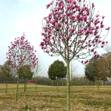 Magnolia soulangeana Galaxy - Zdjęcie №2