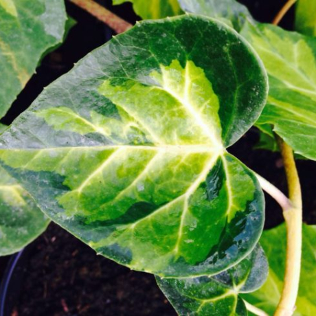 Bluszcz kolchidzki Sulphur Heart (hedera colchica) - Zdjęcie №1