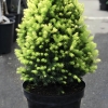 Świerk biały (picea glauca) Daisy White (C3 h35-45cm) : zmniejszona - Zdjęcie №1