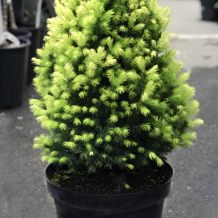 Świerk biały (picea glauca) Daisy White (C3 h35-45cm)