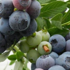 Borówka amerykańska Denis Blue (średnia)