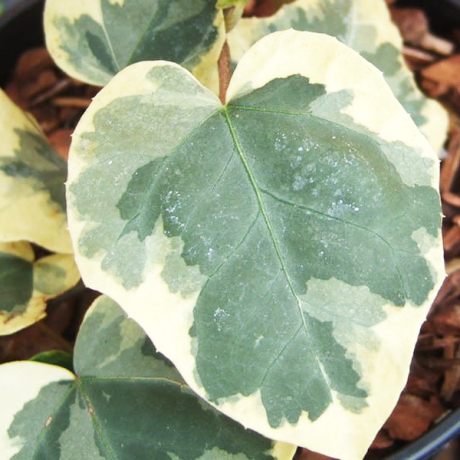 Bluszcz kolchidzki Dentata Variegata (hedera colchica) - Zdjęcie №2