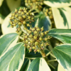 Bluszcz kolchidzki Dentata Variegata (hedera colchica) : zmniejszona - Zdjęcie №1