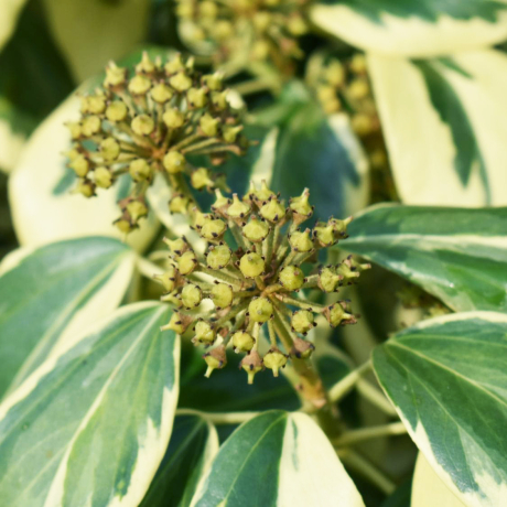 Bluszcz kolchidzki Dentata Variegata (hedera colchica) - Zdjęcie №1