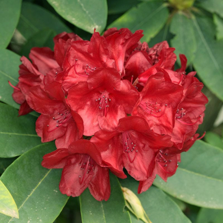 Różanecznik Dotella (rhododendron) C2 h 30-50 cm - Zdjęcie №1