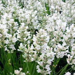 Lawenda wąskolistna Edelweiss (lavandula angustifolia)