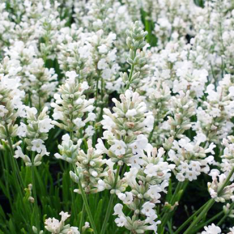 Lawenda wąskolistna Edelweiss (lavandula angustifolia) - Zdjęcie №1