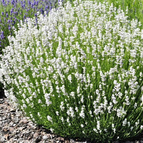 Lawenda wąskolistna Edelweiss (lavandula angustifolia) - Zdjęcie №2