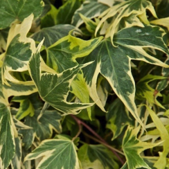 Bluszcz pospolity Yellow Ripple (hedera helix)