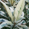 Nieśplik japoński variegata Żmerynka (Eriobotrya japonica) : zmniejszona - Zdjęcie №2