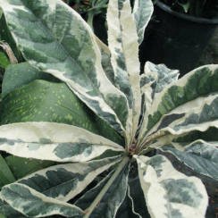 Nieśplik japoński variegata Żmerynka (Eriobotrya japonica)