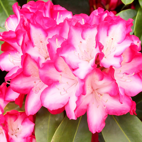 Różanecznik Eruption (rhododendron) - Zdjęcie №1