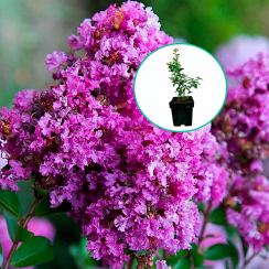 Lagerstroemia indica Eternal® (C2 h 20-35 cm)
