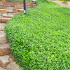 Trzmielina fortune'a Coloratus (euonymus fortunei) : zmniejszona - Zdjęcie №3