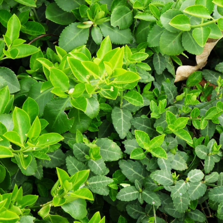 Trzmielina fortune'a Coloratus (euonymus fortunei) - Zdjęcie №1