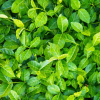 Trzmielina fortune'a Coloratus (euonymus fortunei) : zmniejszona - Zdjęcie №2