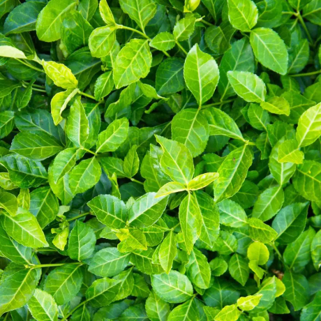 Trzmielina fortune'a Coloratus (euonymus fortunei) - Zdjęcie №2