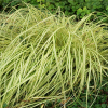 Turzyca oszimska Evergold (carex oshimensis) : zmniejszona - Zdjęcie №2
