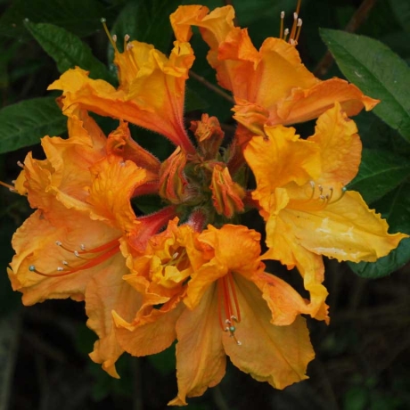 Azalia wielkokwiatowa Ewa-Roza C2 h 30-65 cm - Zdjęcie №2
