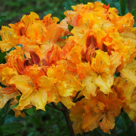 Azalia wielkokwiatowa Ewa-Roza C2 h 30-65 cm - Zdjęcie №1