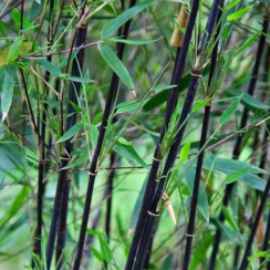 Bambus Black Dragon (Fargesia nitida)