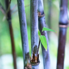 Bambus Gansu (Fargesia nitida)