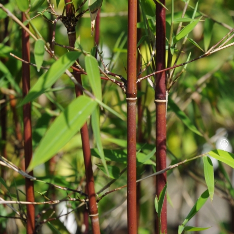 Bambus Red Dragon (Fargesia nitida) - Zdjęcie №1