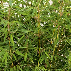 Bambus Pingwu (Fargesia robusta)