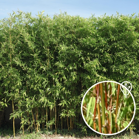 Fargesia Tauro (Fargesia robusta) - Zdjęcie №1