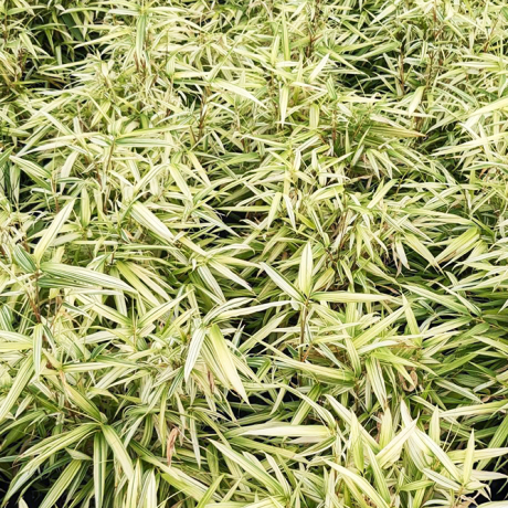 Bambus rufa Variegata (Fargesia rufa) - Zdjęcie №2