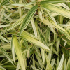 Bambus rufa Variegata (Fargesia rufa) : zmniejszona - Zdjęcie №1