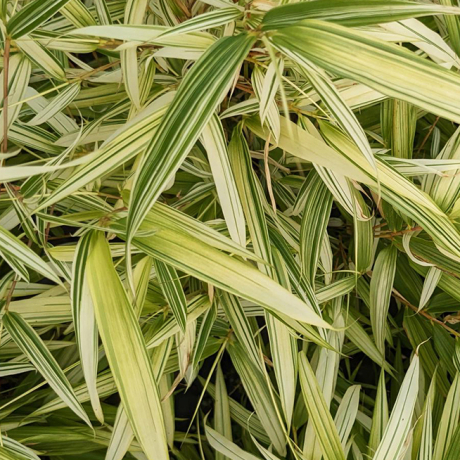 Bambus rufa Variegata (Fargesia rufa) - Zdjęcie №1
