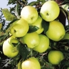 Jabłoń Golden Reinders Delicious (późny okres dojrzewania) : zmniejszona - Zdjęcie №2
