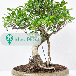 Bonsai Ficus retusa (16 lat) doniczka 38 cm / wysokość rośliny 49 cm