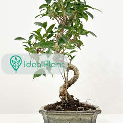 Bonsai Ficus retusa (8 lat) doniczka 15 cm / wysokość rośliny 30 cm