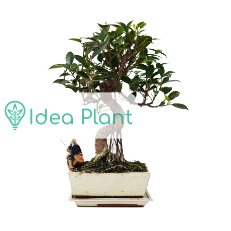 Ficus bonsai (10 lat) doniczka 20 cm / wysokość rośliny 35 cm - Zdjęcie №1