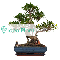 Ficus bonsai duzy (20 lat) doniczka 40 cm / wysokość rośliny 60 cm