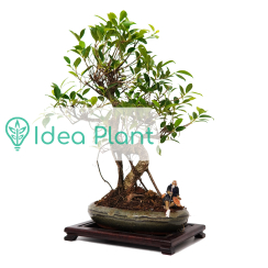 Ficus bonsai (13 lat) doniczka 24 cm / wysokość rośliny 40 cm