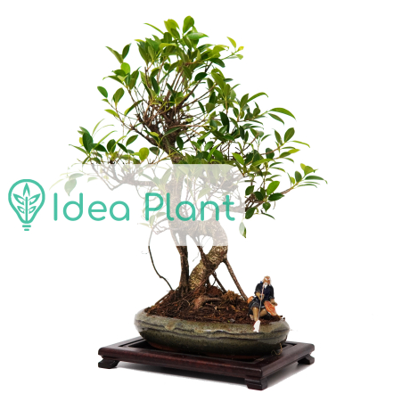 Ficus bonsai (13 lat) doniczka 24 cm / wysokość rośliny 40 cm - Zdjęcie №1