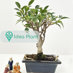 Bonsai Ficus retusa (5 lat) doniczka 10 cm / wysokość rośliny 12 cm