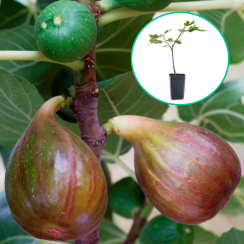 Figowiec 'Madeleine des 2 Saisons' (brunatny)