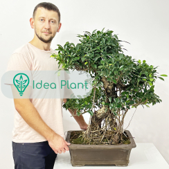 Ficus bonsai duzy (25 lat) doniczka 45 cm / wysokość rośliny 70 cm