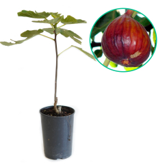 Dwuletni figowiec Tiberio (brunatny)